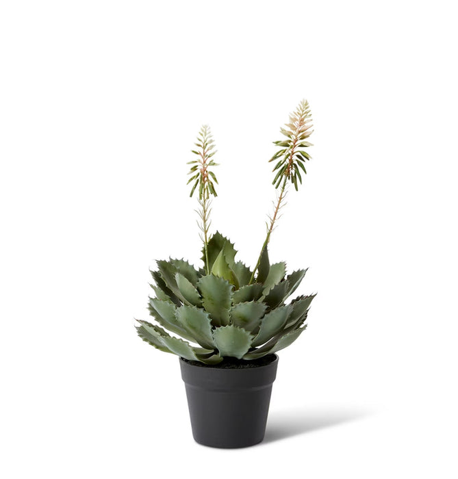 Bloom Succulent Planter