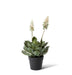 Bloom Succulent Planter