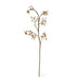Briar Rosehip Branch