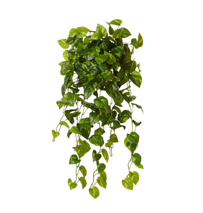 Cascade Philo Hanging Vine