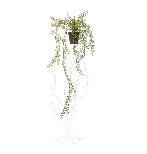 Cascade Vine Hanging Bush