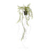 Cascade Vine Hanging Bush
