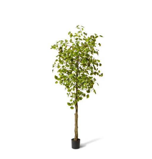Ginkgo Tree
