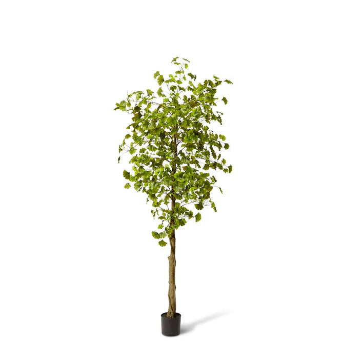 Ginkgo Tree