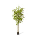 Ginkgo Tree