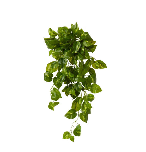 Pothos Hanging Plant