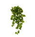 Pothos Hanging Plant
