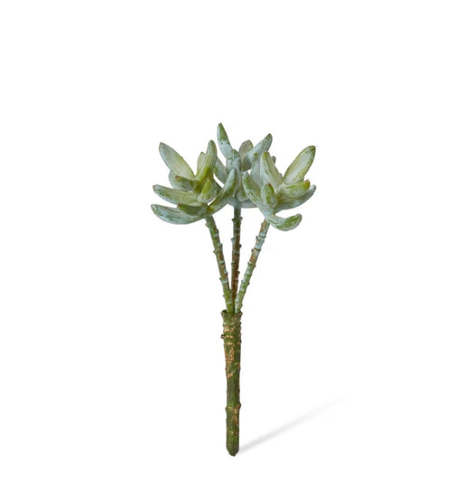 Sagecrest Sedum Pick