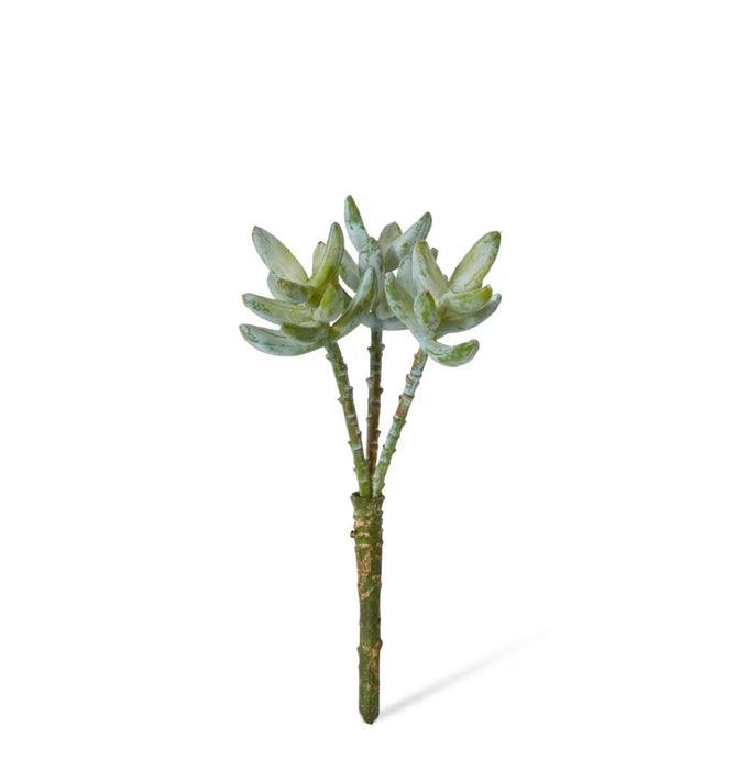 Sagecrest Sedum Pick