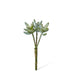 Sagecrest Sedum Pick