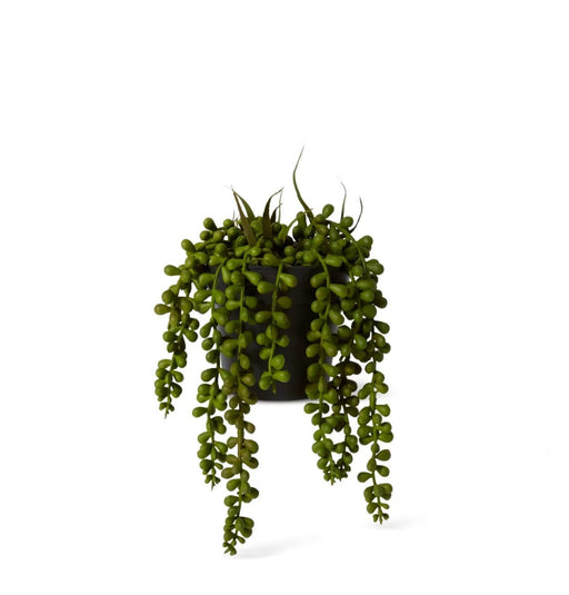 String of Pearls Potted 23cm