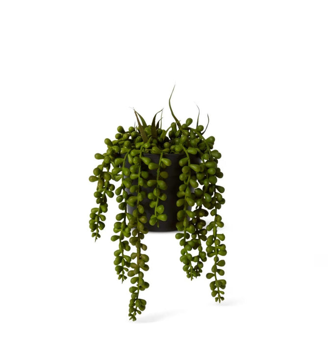String of Pearls Potted 23cm