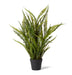 Verdant Boston Fern Planter M