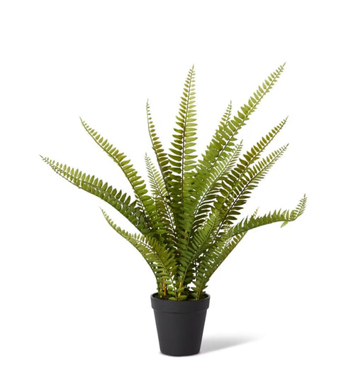 Boston Fern Sml