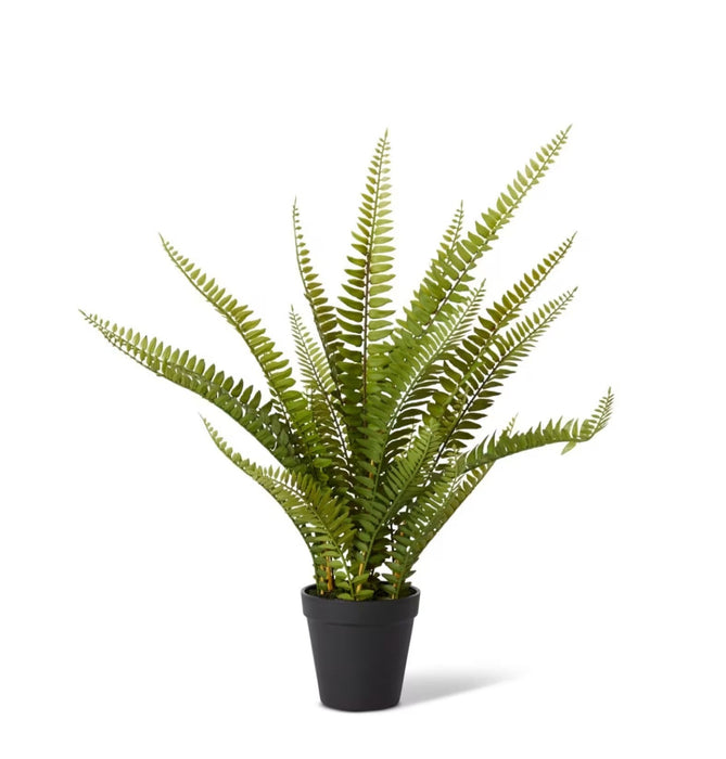 Boston Fern Sml