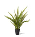 Boston Fern Sml