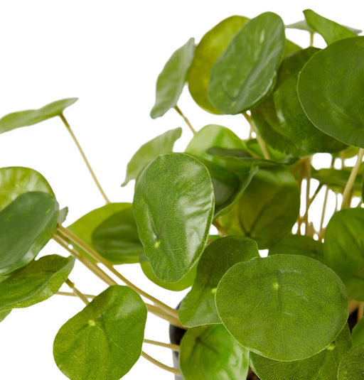 Verdant Coin Leaf Plant