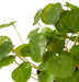 Verdant Coin Leaf Plant