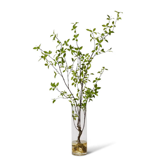 Verdanza Pittosporum L