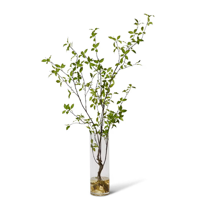 Verdanza Pittosporum L