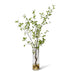 Verdanza Pittosporum L