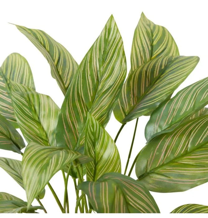 Calathea Velvet in Pot