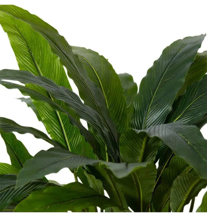 Calathea Velvet in Pot