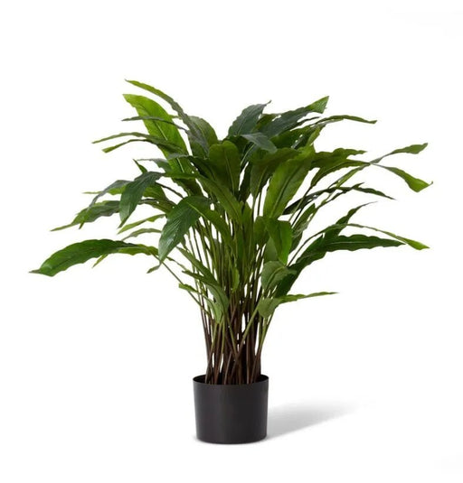 Calathea Velvet in Pot