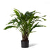 Calathea Velvet in Pot