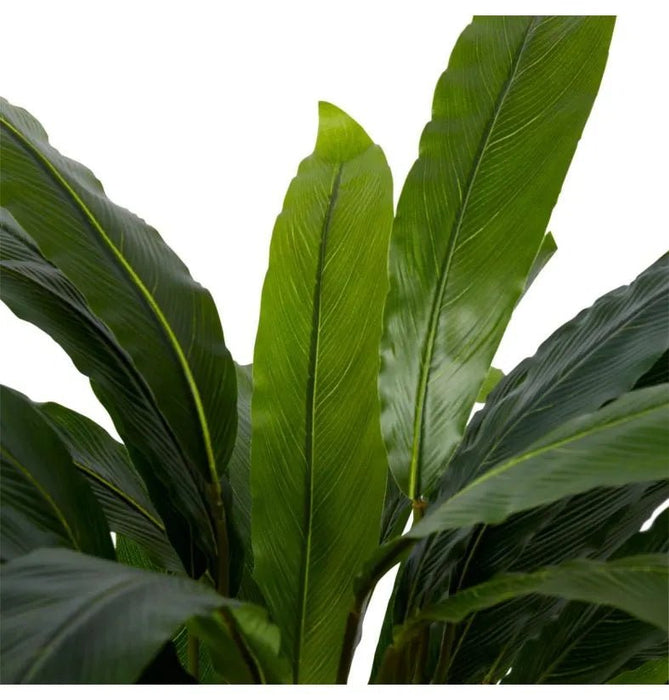 Calathea Velvet in Pot