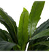 Calathea Velvet in Pot