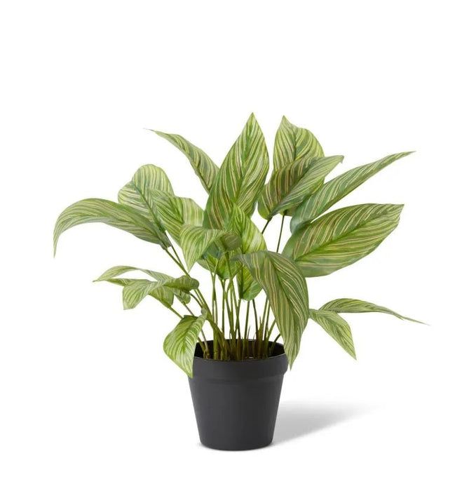 Calathea Velvet in Pot