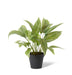Calathea Velvet in Pot