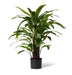 Calathea Velvet in Pot