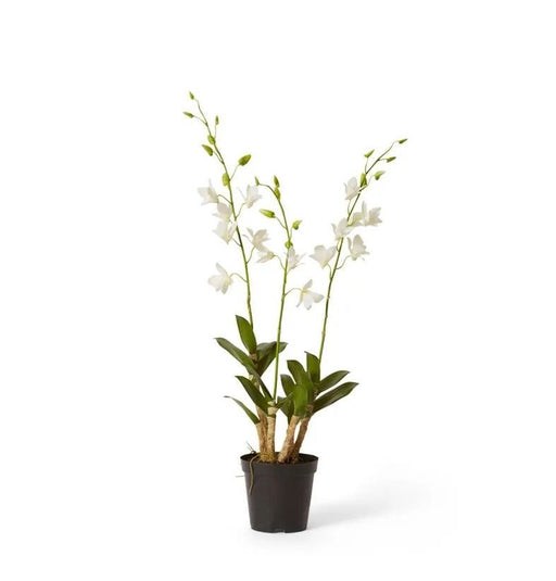 Dendrobium Orchid in Pot