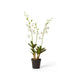 Dendrobium Orchid in Pot