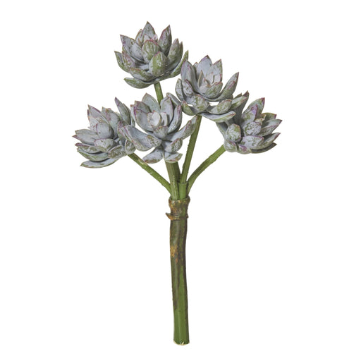 Echeveria Stem
