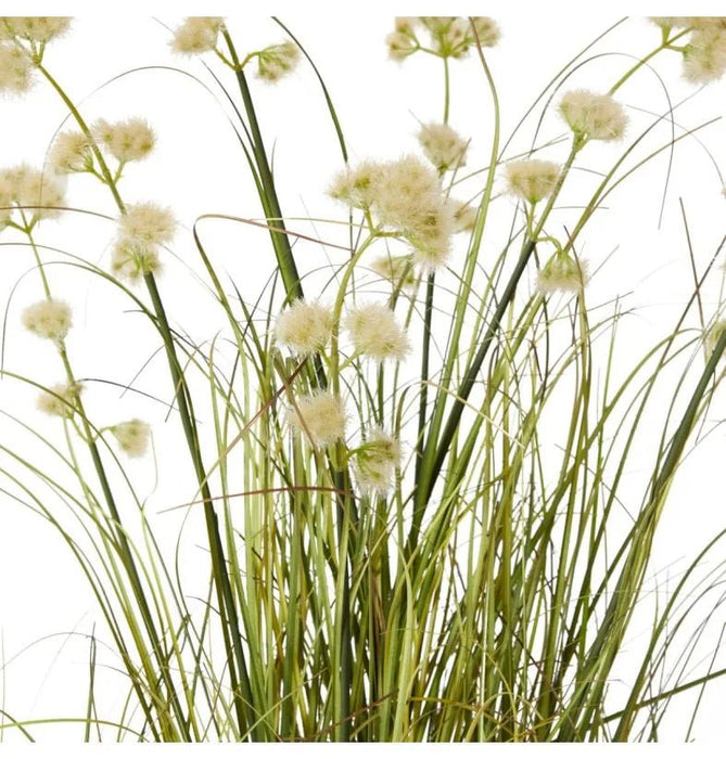 Grass Pom Pom Reed in Pot