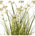 Grass Pom Pom Reed in Pot