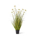 Grass Pom Pom Reed in Pot