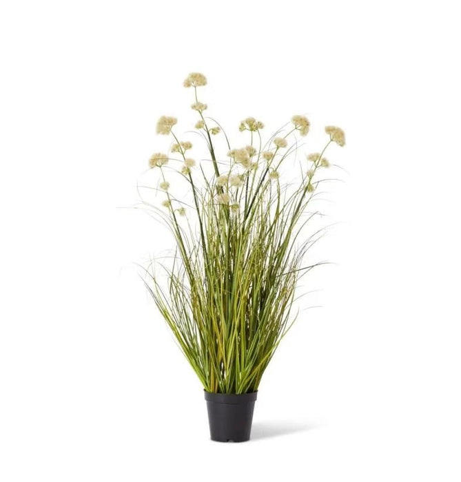 Grass Pom Pom Reed in Pot