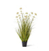 Grass Pom Pom Reed in Pot