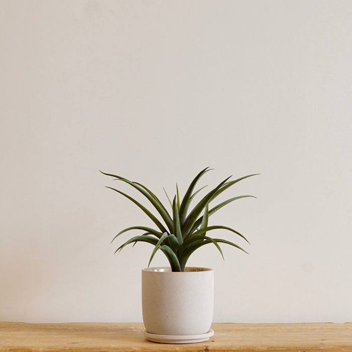 Lya Pot Ceramic Cream