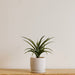 Lya Pot Ceramic Cream