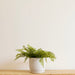 Lya Pot Ceramic Cream