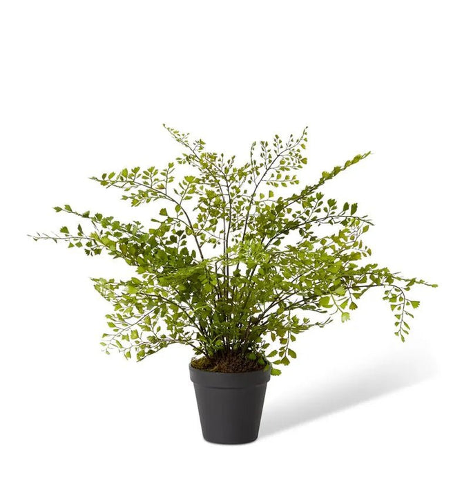Maiden Hair Fern Green