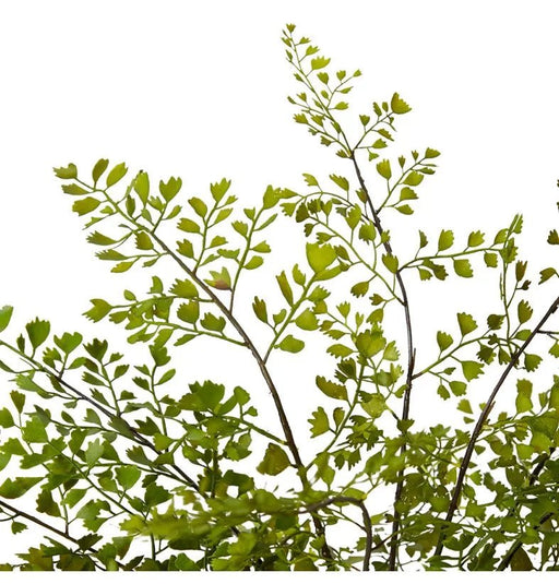 Maiden Hair Fern Green