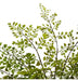 Maiden Hair Fern Green