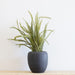 Massina Ceramic Pot