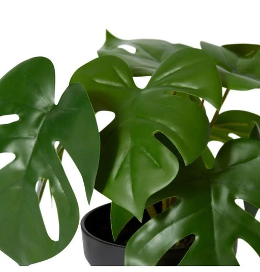 Monstera Marble in Pot